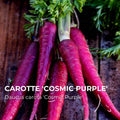 Carotte Cosmic Purple