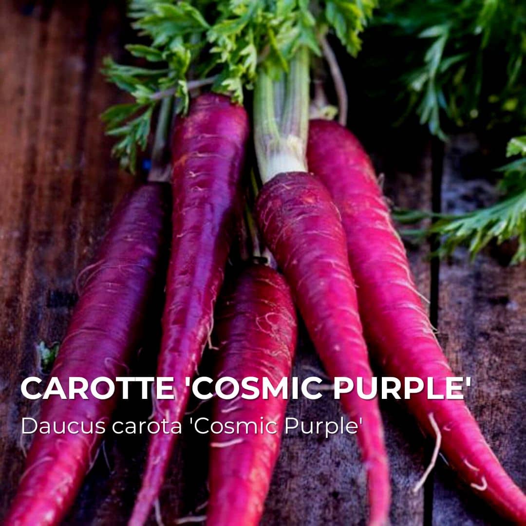 Carotte Cosmic Purple — Graines