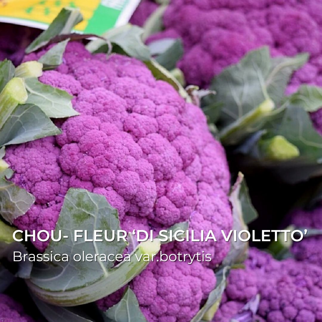 GRAINES - Chou-Fleur Violet de Sicile (Brassica oleracea var. botrytis)