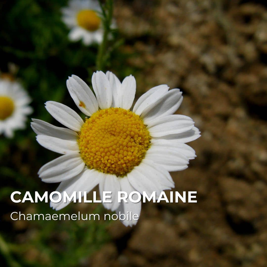 GRAINES - Camomille Romaine (Chamaemelum nobile)