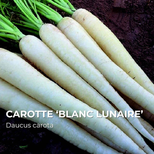 GRAINES Carotte ‘Blanc Lunaire’ (Daucus carota)