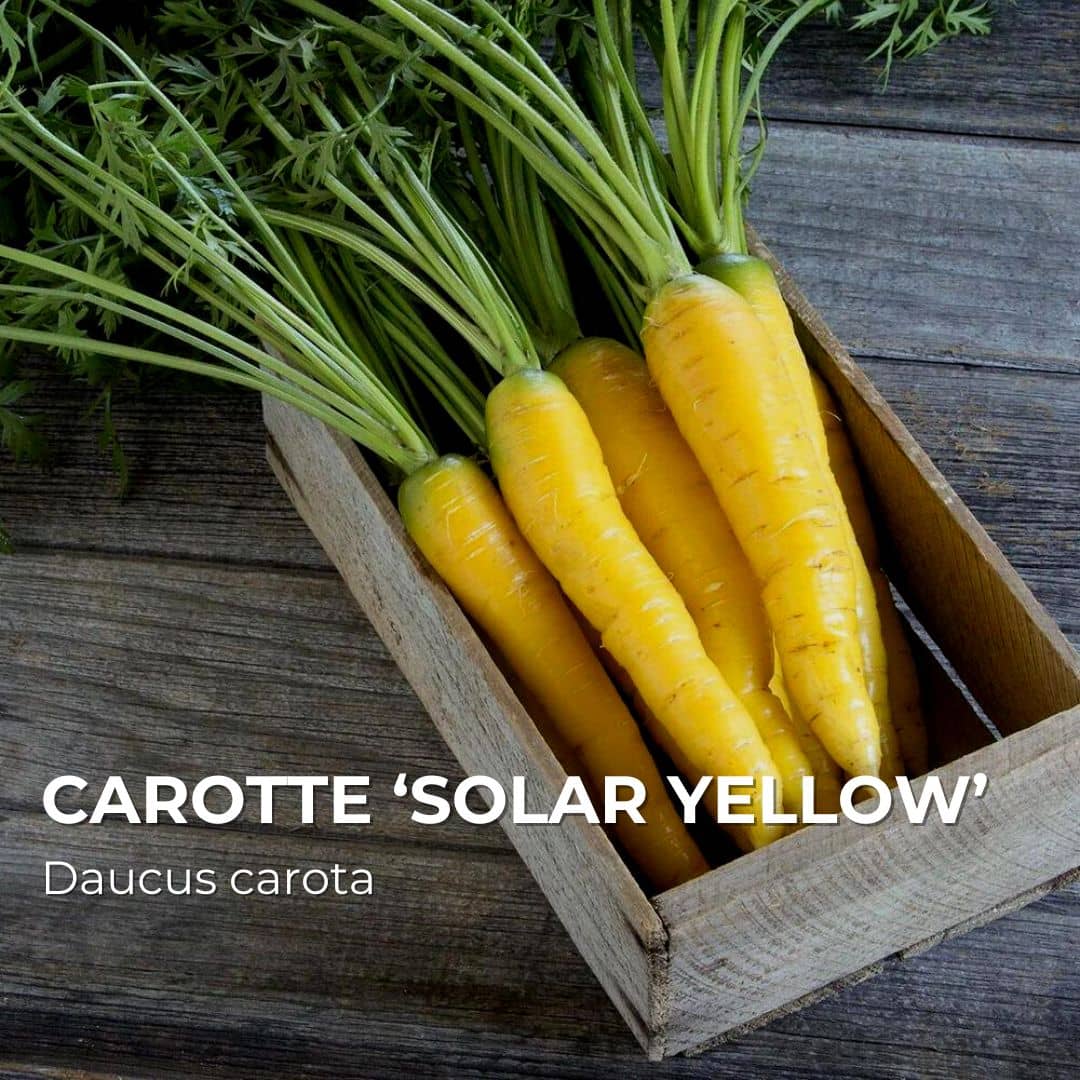 GRAINES - Carotte ‘Solar Yellow’ (Daucus carota)