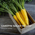 Carotte Solar Yellow