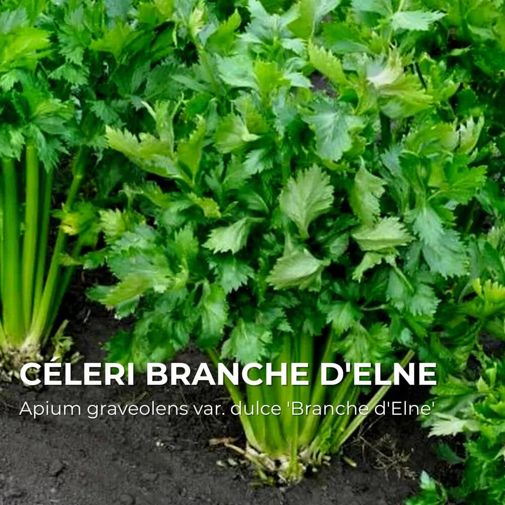 GRAINES - Céleri Branche d'Elne (Apium graveolens var. dulce 'Branche d'Elne')