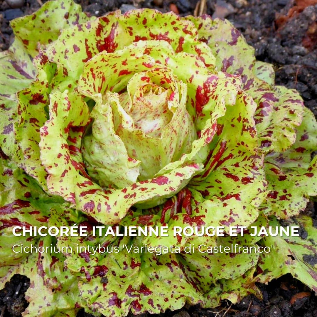 GRAINES - Chicorée Italienne Rouge et Jaune (Cichorium intybus 'Variegata di Castelfranco')