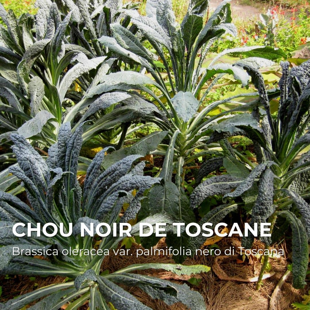 GRAINES - Chou Noir de Toscane (Brassica oleracea var. palmifolia 'Nero di Toscana')