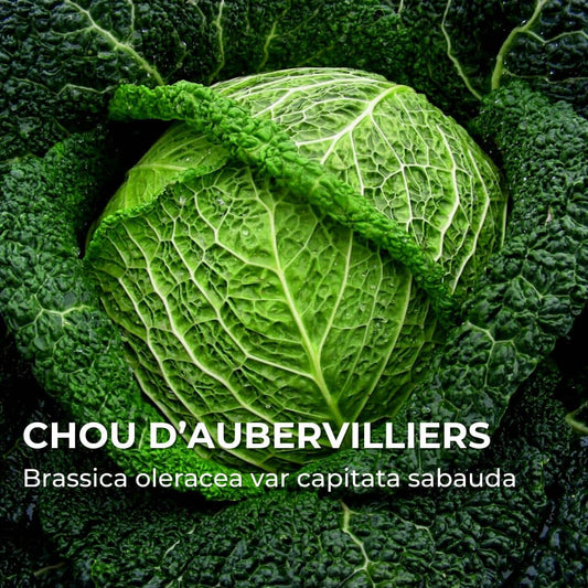 GRAINES - Chou d'Aubervilliers (Brassica oleracea var capitata sabauda)
