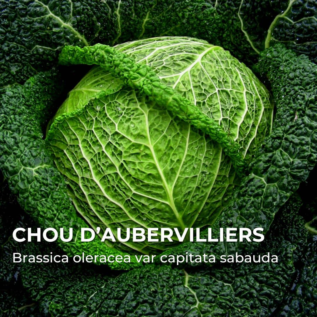 Chou de Milan d’Aubervilliers — Graines