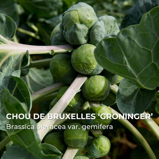 GRAINES - Chou de Bruxelles ‘Groninger’ (Brassica oleracea var. gemifera)