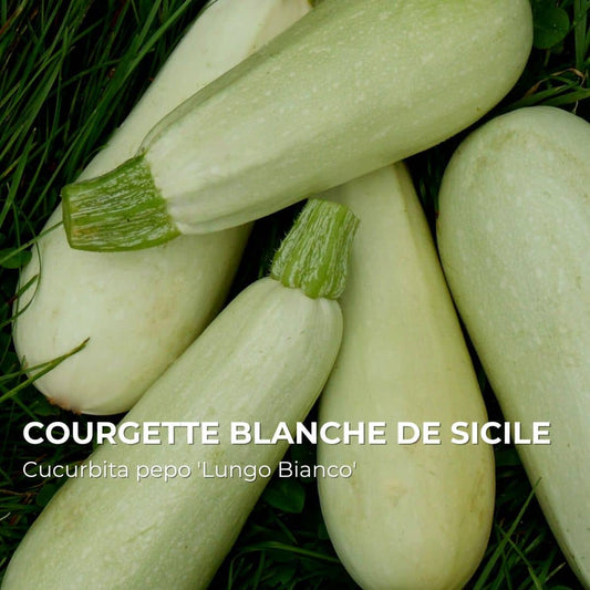 GRAINES - Courgette Blanche de Sicile (Cucurbita pepo 'Lungo Bianco')