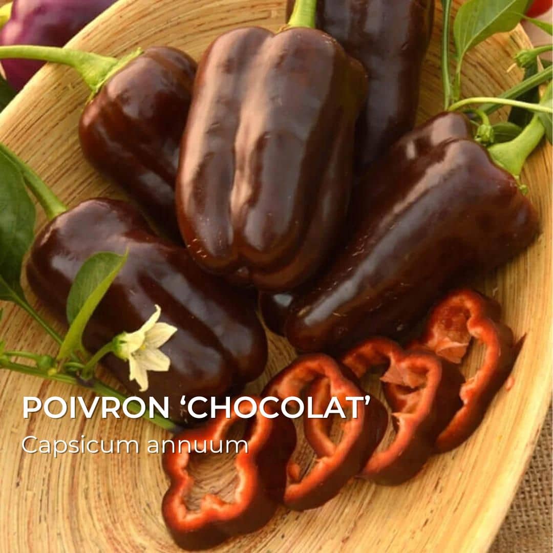 GRAINES - Poivron 'Chocolat' (Capsicum annuum)