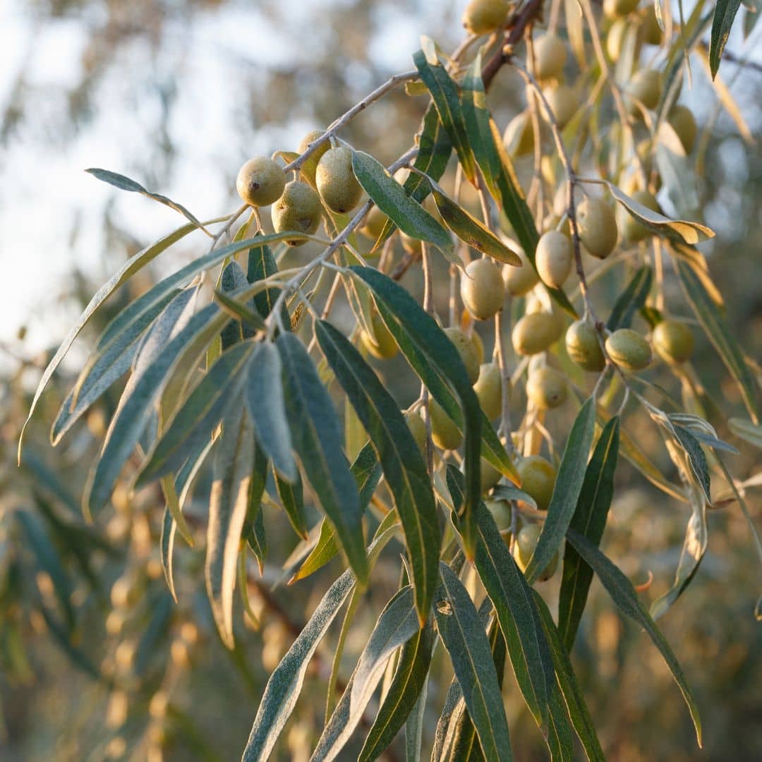 GRAINES - Olivier de Bohème (Eleagnus angustifolia)