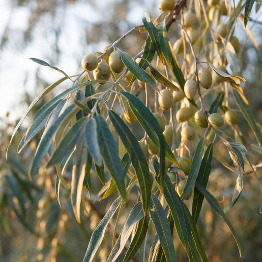 GRAINES - Olivier de Bohème (Eleagnus angustifolia)