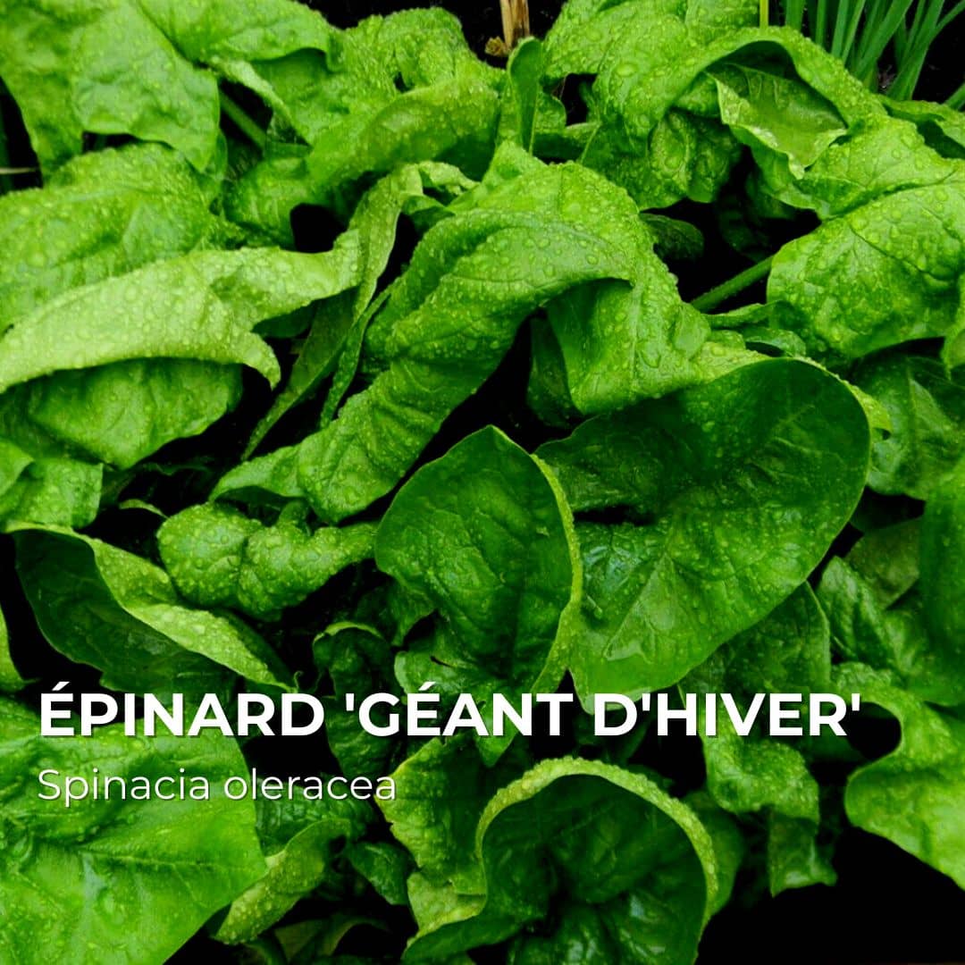 GRAINES - Épinard 'Géant d'Hiver' (Spinacia oleracea)