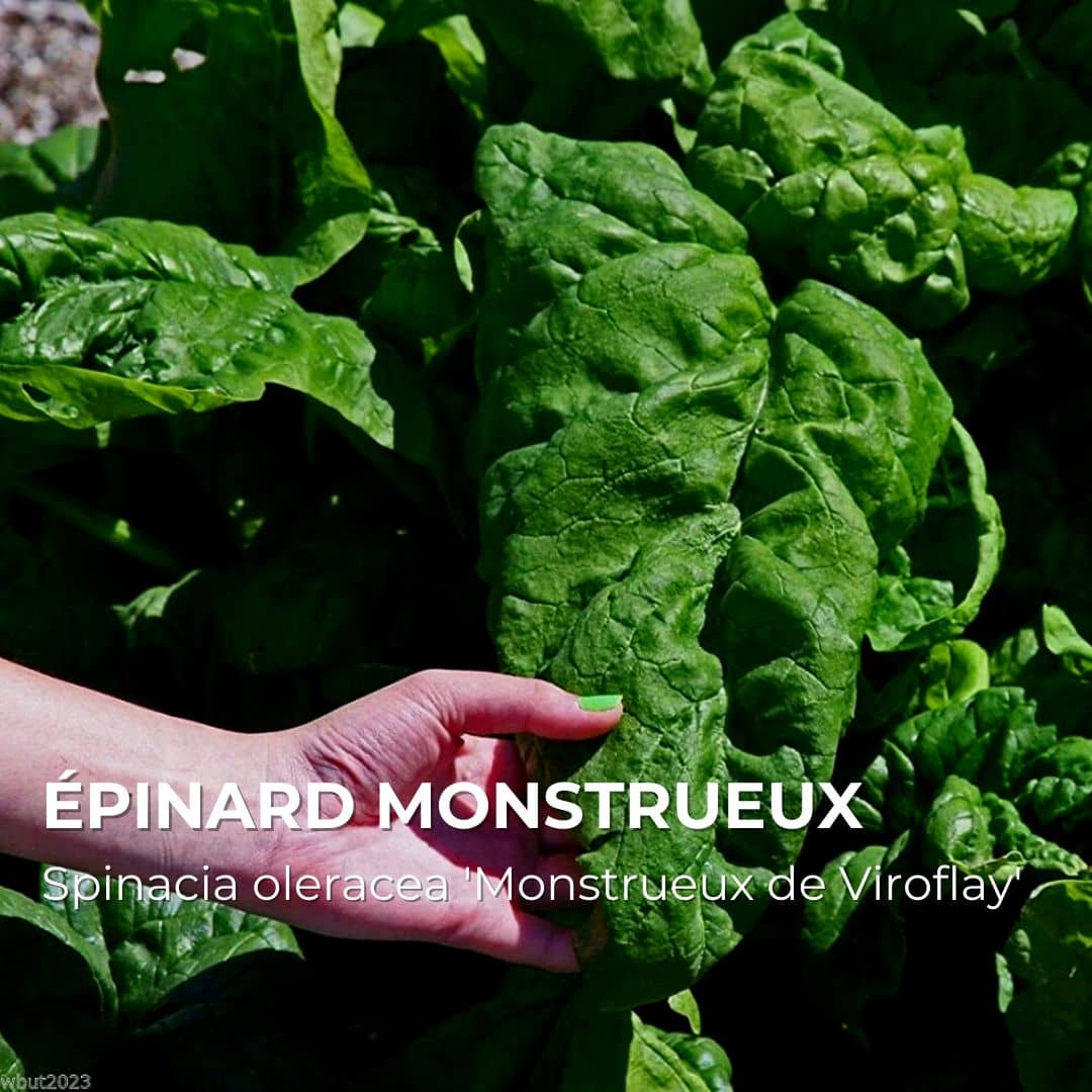GRAINES - Épinard Monstrueux de Viroflay (Spinacia oleracea 'Monstrueux de Viroflay')