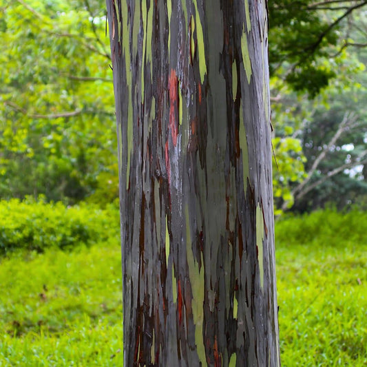 GRAINES Eucalyptus arc en ciel Ecalyptus deglupta monde végétal boutique de plantes rares