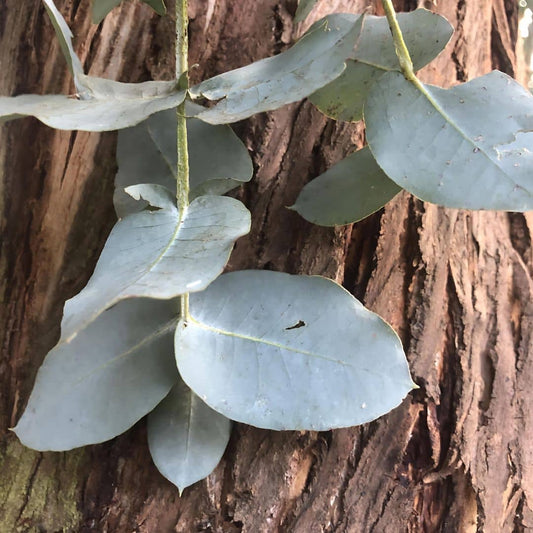 GRAINES Eucalyptus cordata  Gommier argenté arbres rares monde végétal