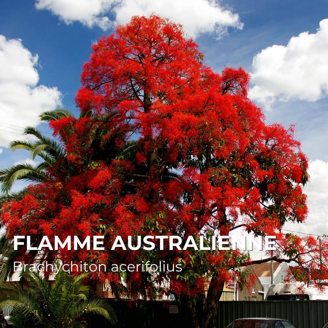 GRAINES - Flamme Australienne (Brachychiton acerifolius)