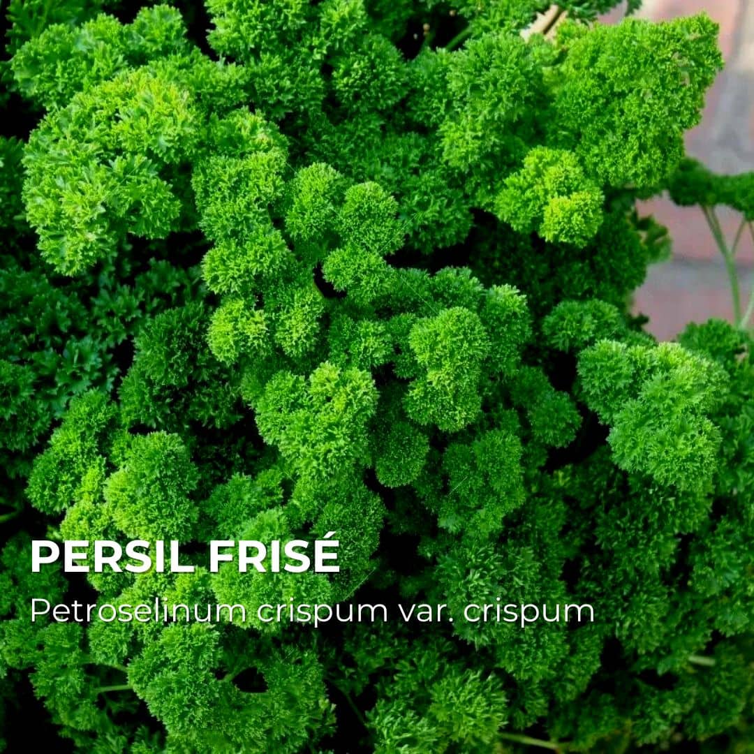 GRAINES - Persil frisé (Petroselinum crispum var. crispum)