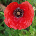 Coquelicot (Papaver rhoeas) — photo 3