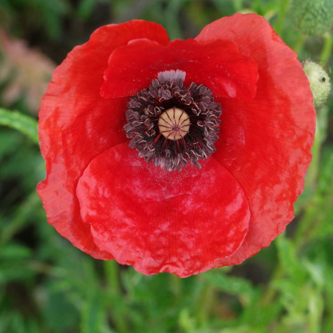 Coquelicot — Graines