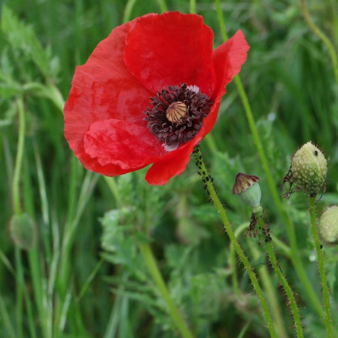 Coquelicot — Graines