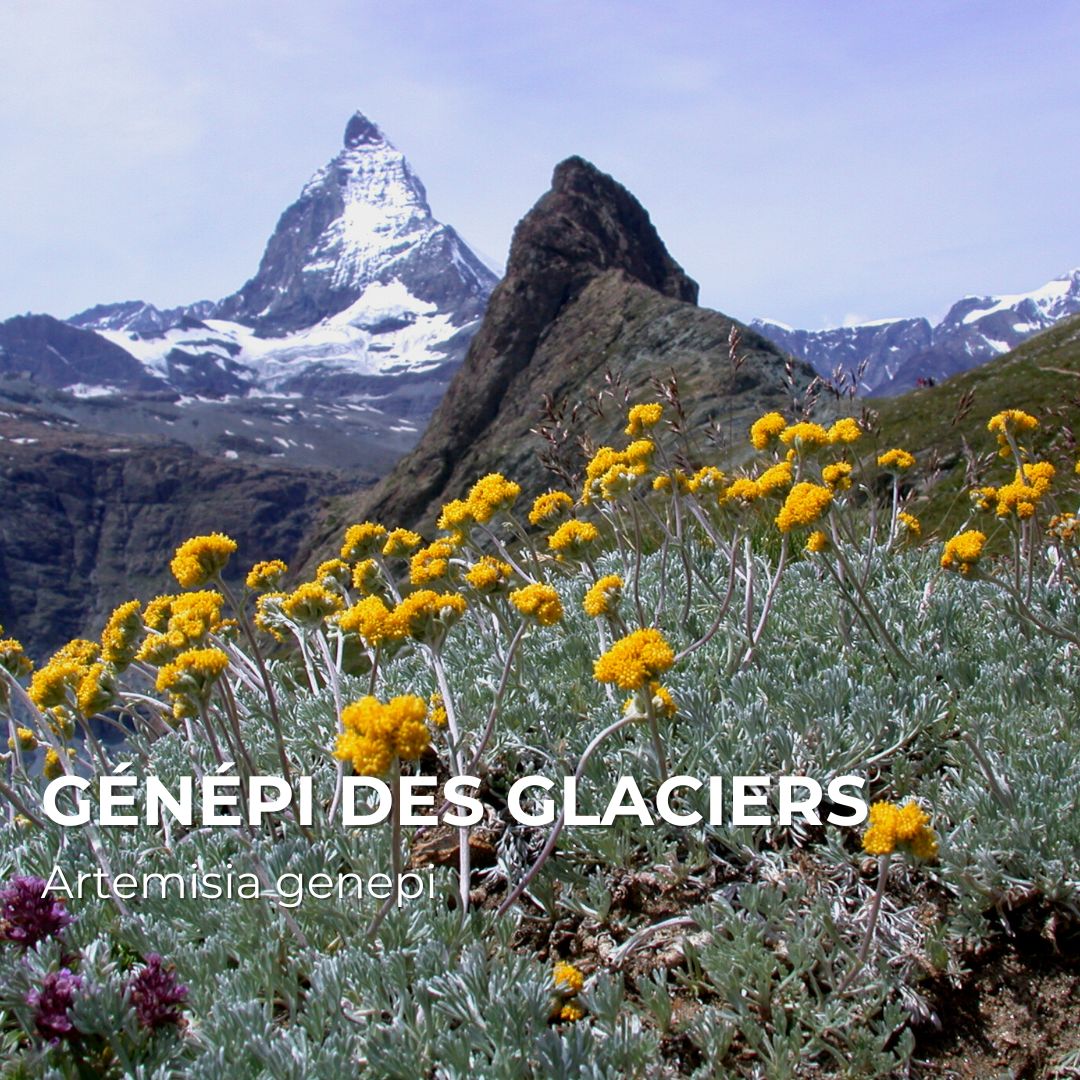 PLANT - Génépi des Glaciers (Artemisia glacialis)