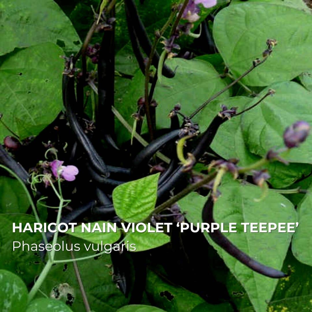 GRAINES - Haricot Nain Violet 'Purple Teepee (Phaseolus vulgaris)