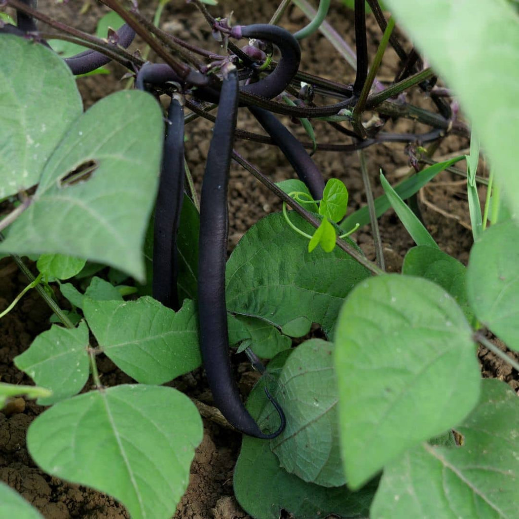 GRAINES - Haricot Nain Violet 'Purple Teepee (Phaseolus vulgaris)