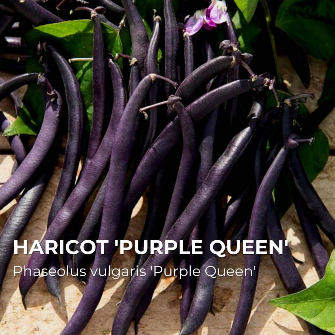 GRAINES - Haricot 'Purple Queen' (Phaseolus vulgaris 'Purple Queen')