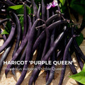 Haricot Purple Queen