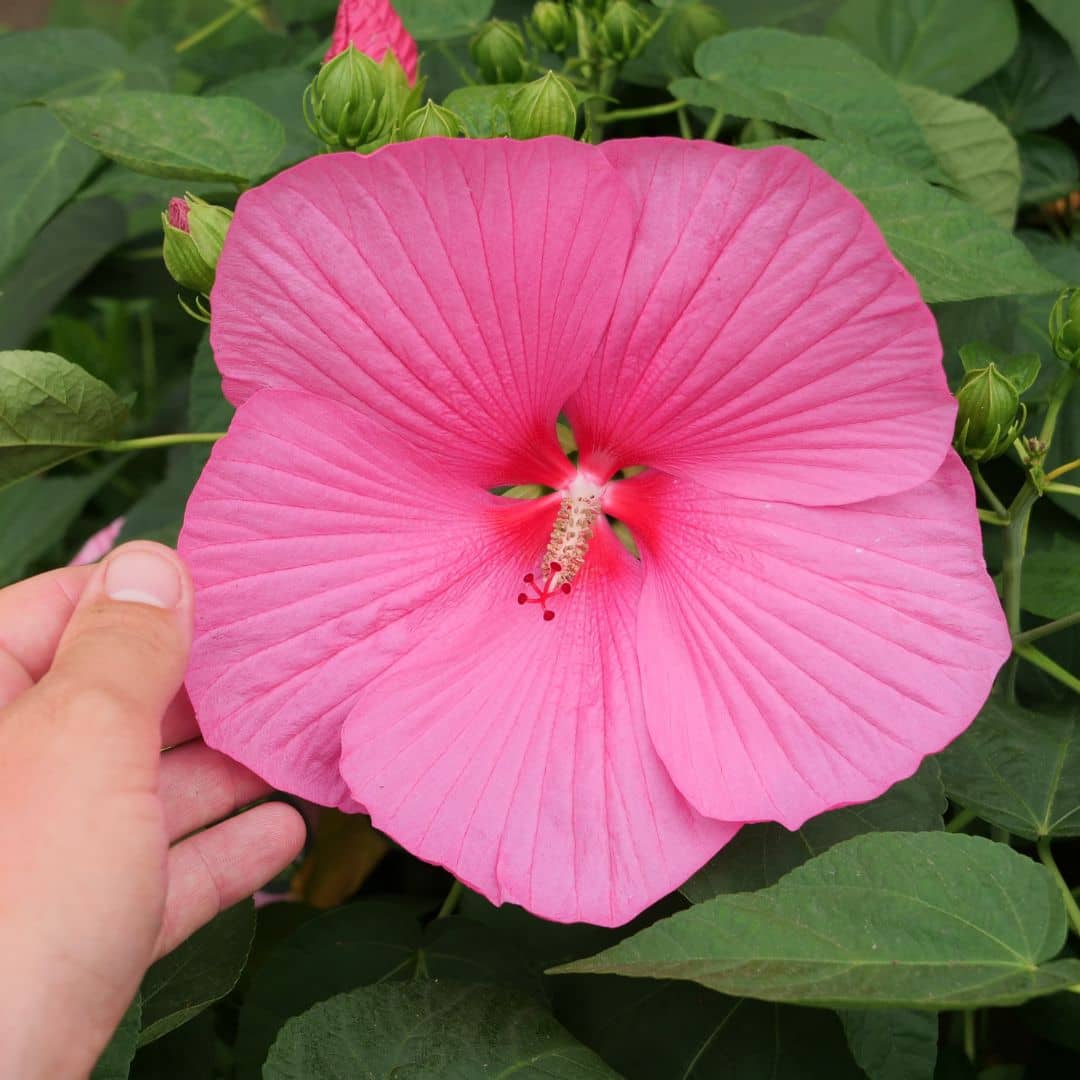 GRAINES Hibiscus des marais hibiscus moscheutos hibiscus rustique vivace qui tient le froid à grande fleurs XXL monde végétal