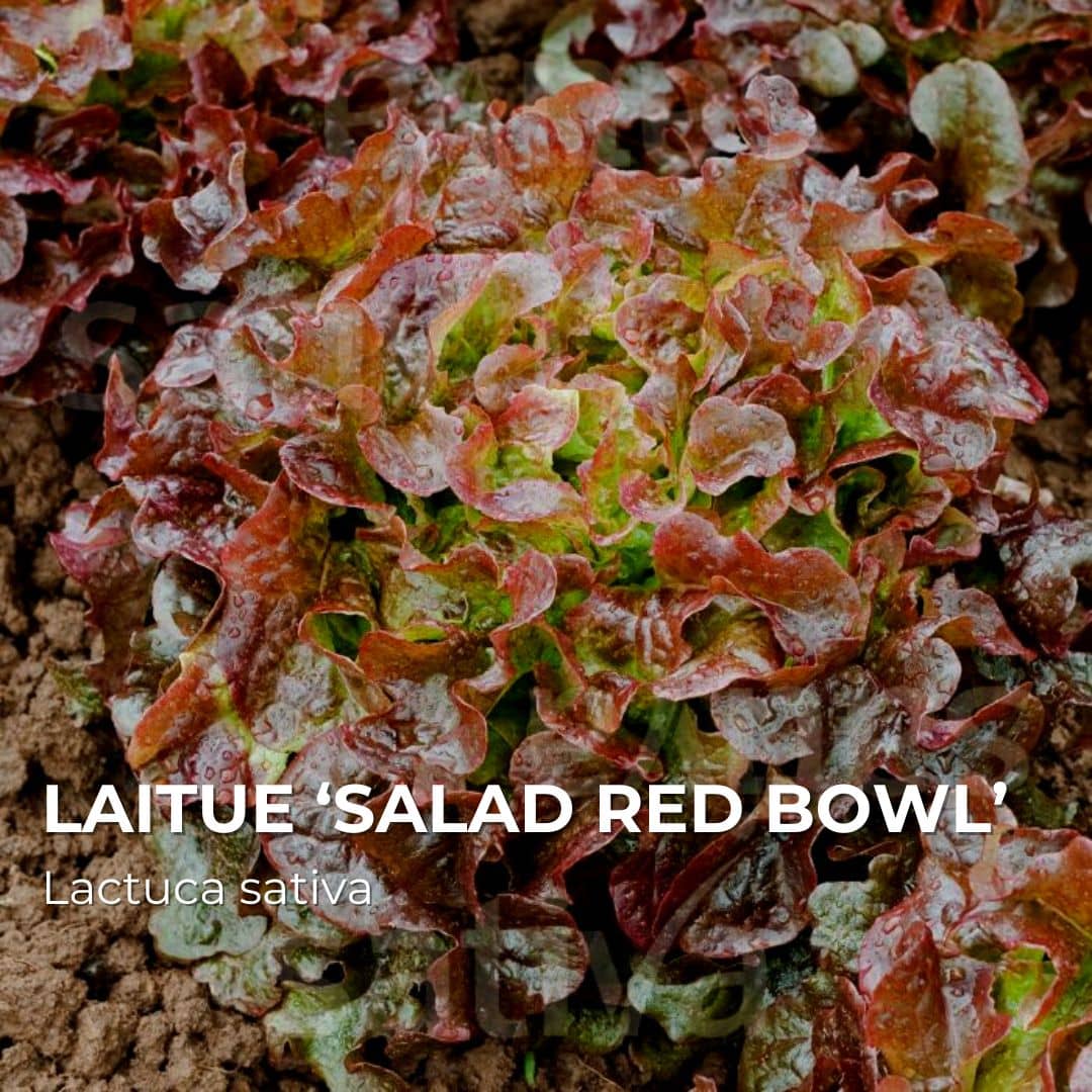 Laitue Red Salad Bowl — Graines