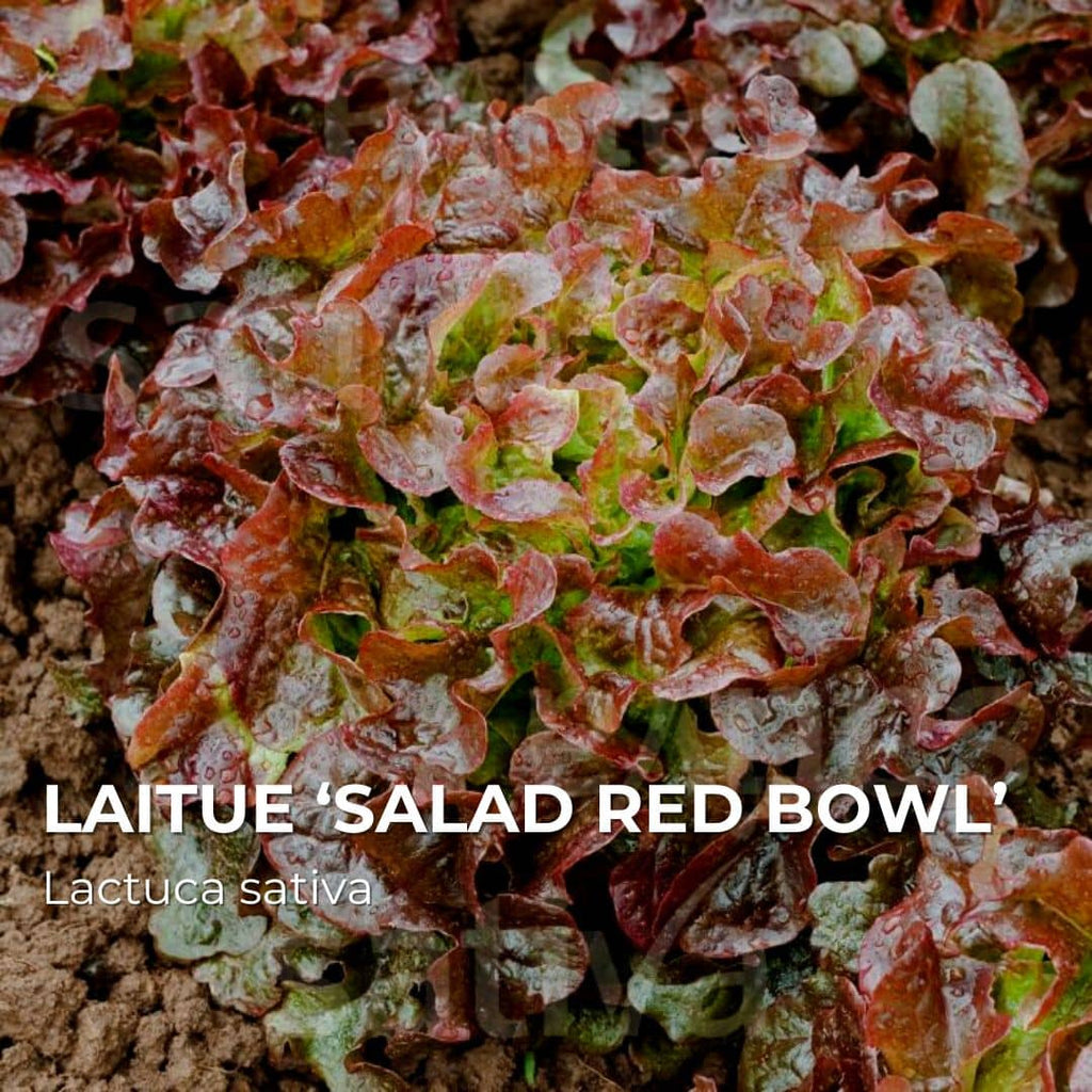 GRAINES - Laitue ‘Salad red bowl’ (Lactuca sativa)