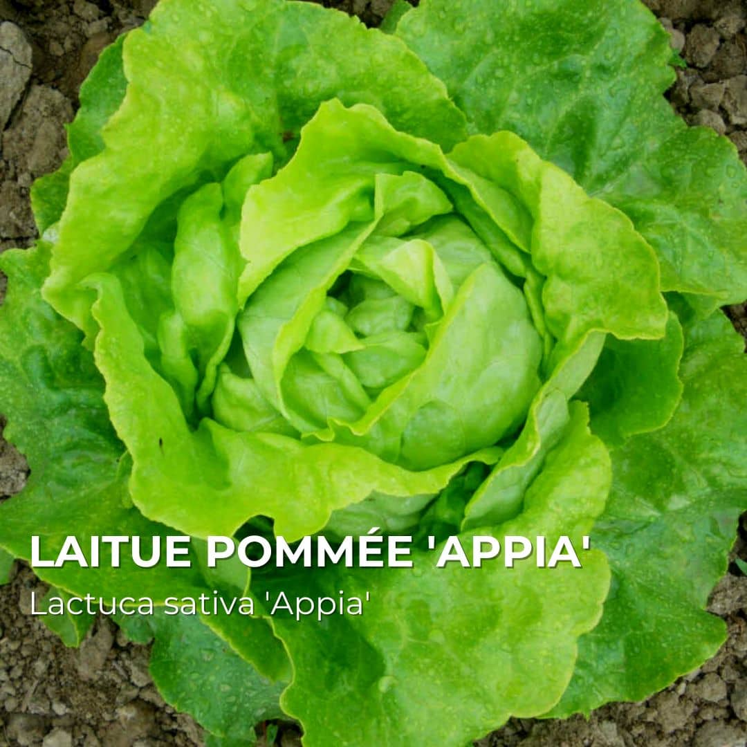 Laitue Appia — Graines