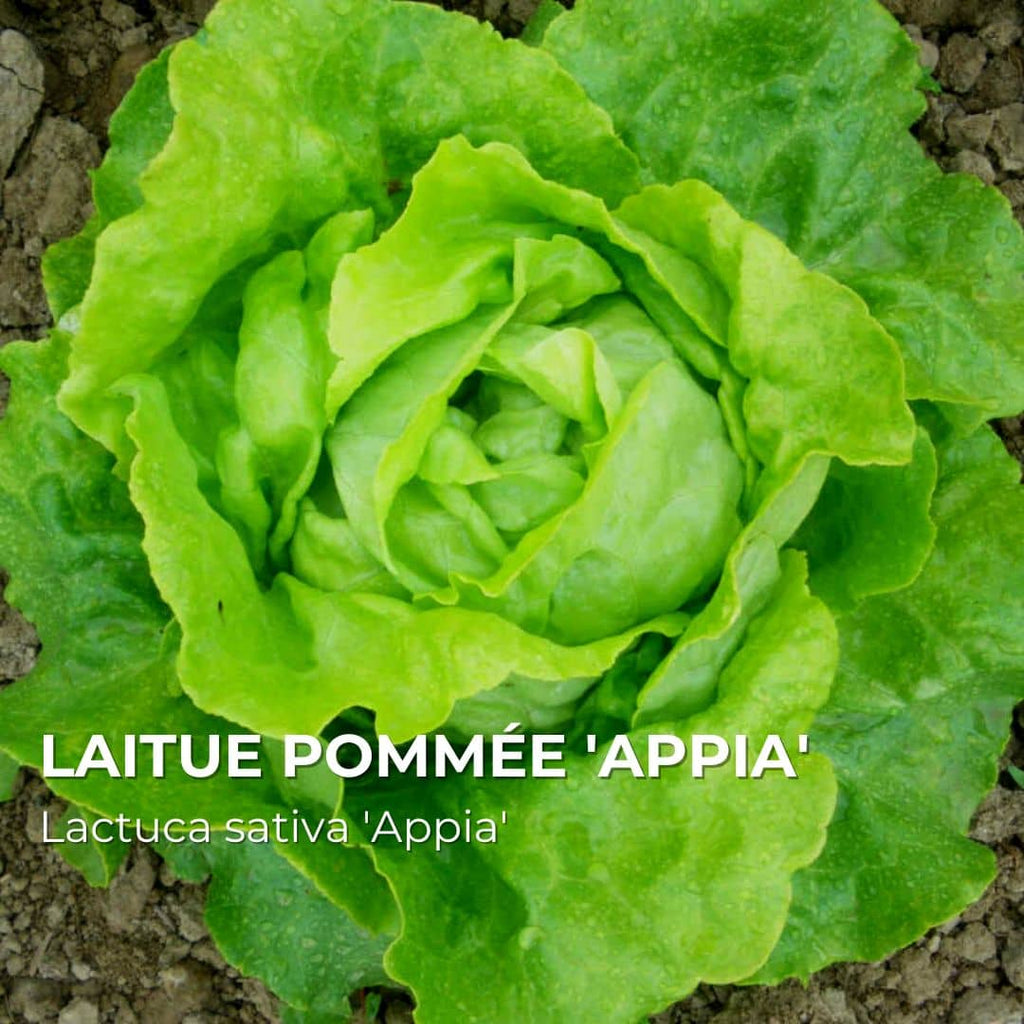 GRAINES - Laitue Pommée 'Appia' (Lactuca sativa 'Appia')
