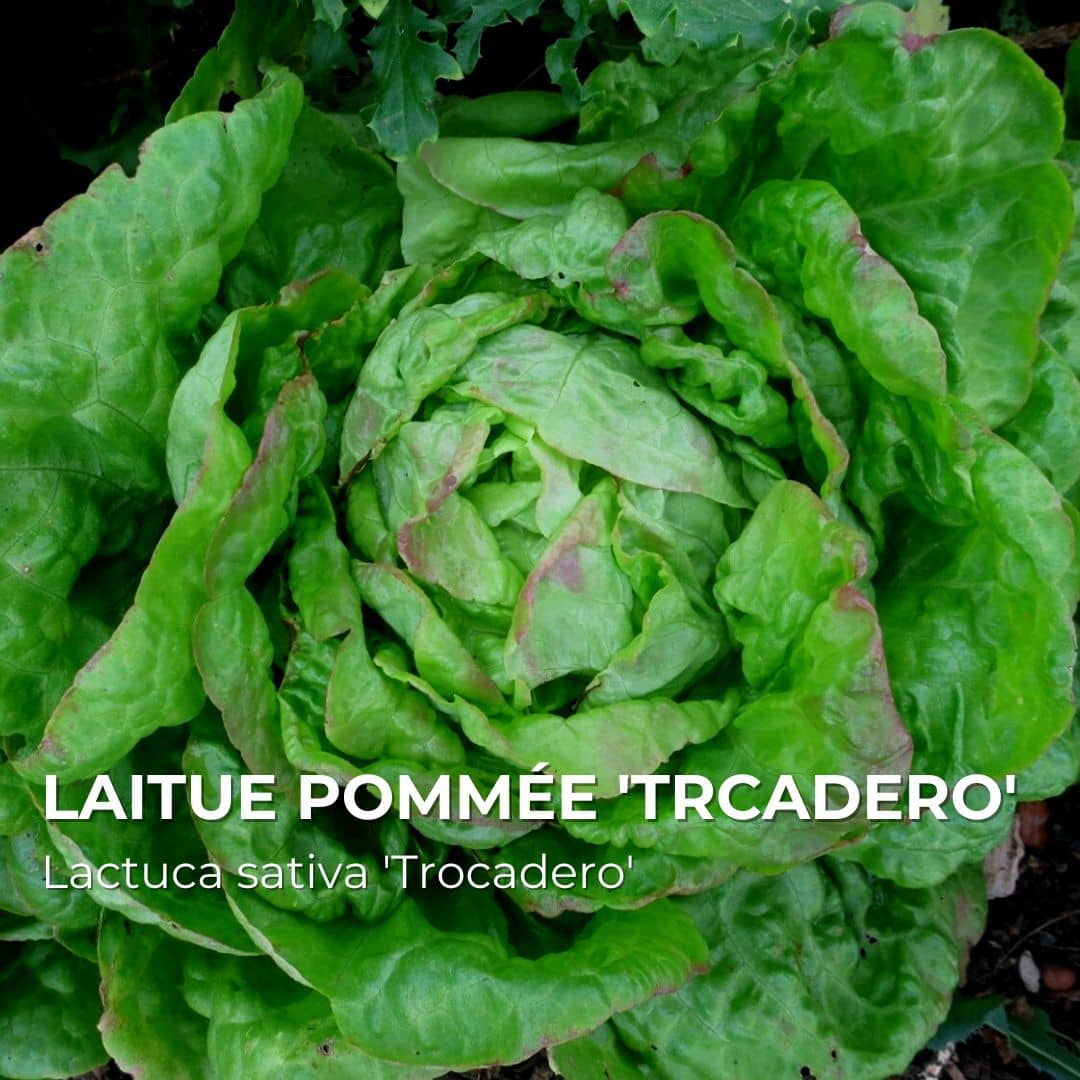 GRAINES - Laitue Pommée 'Trocadero' (Lactuca sativa 'Trocadero')