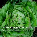 Graines de laitue Trocadero