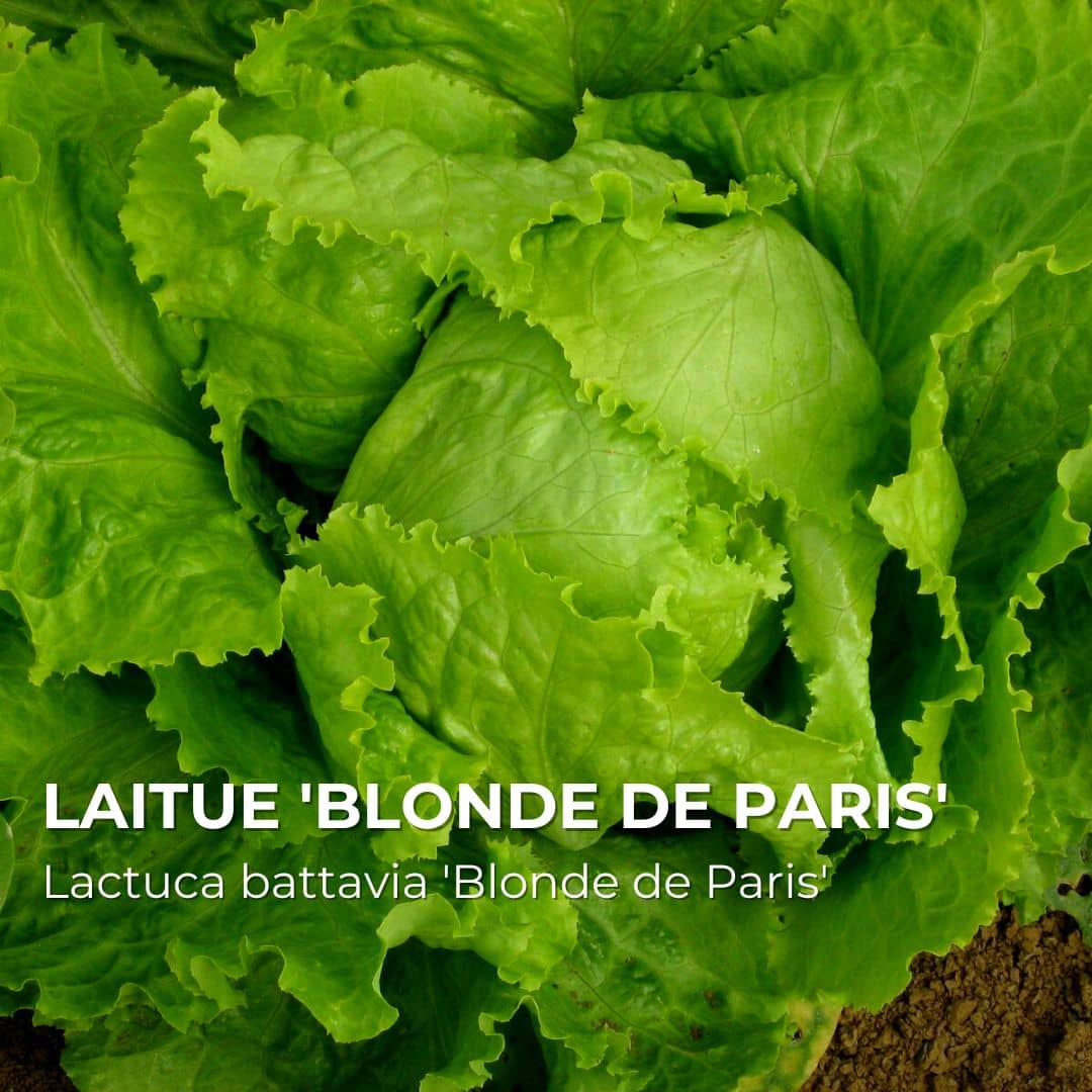 GRAINES - Laitue Battavia 'Blonde de Paris' (Lactuca battavia)
