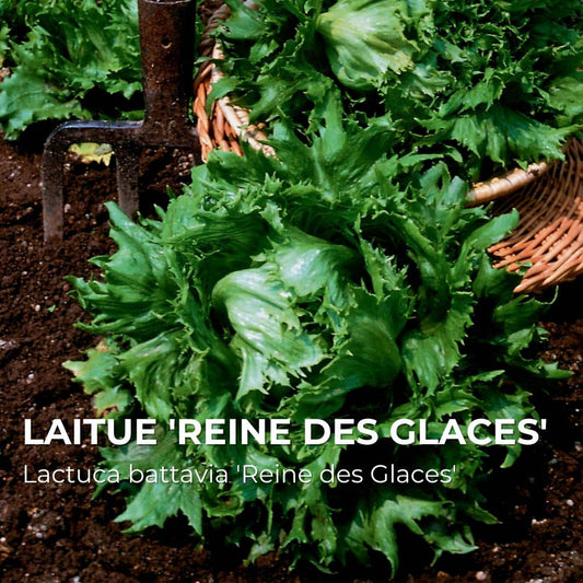 GRAINES - Laitue 'Reine des Glaces' (Lactuca battavia 'Reine des Glaces')