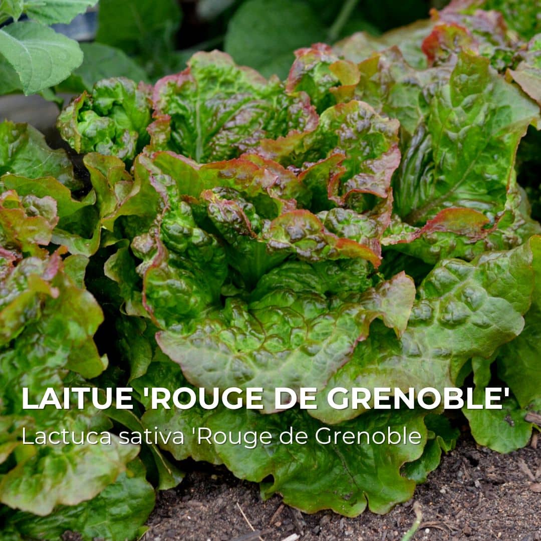 GRAINES - Laitue 'Rouge de Grenoble' - (Lactuca sativa 'Rouge de Grenoble')
