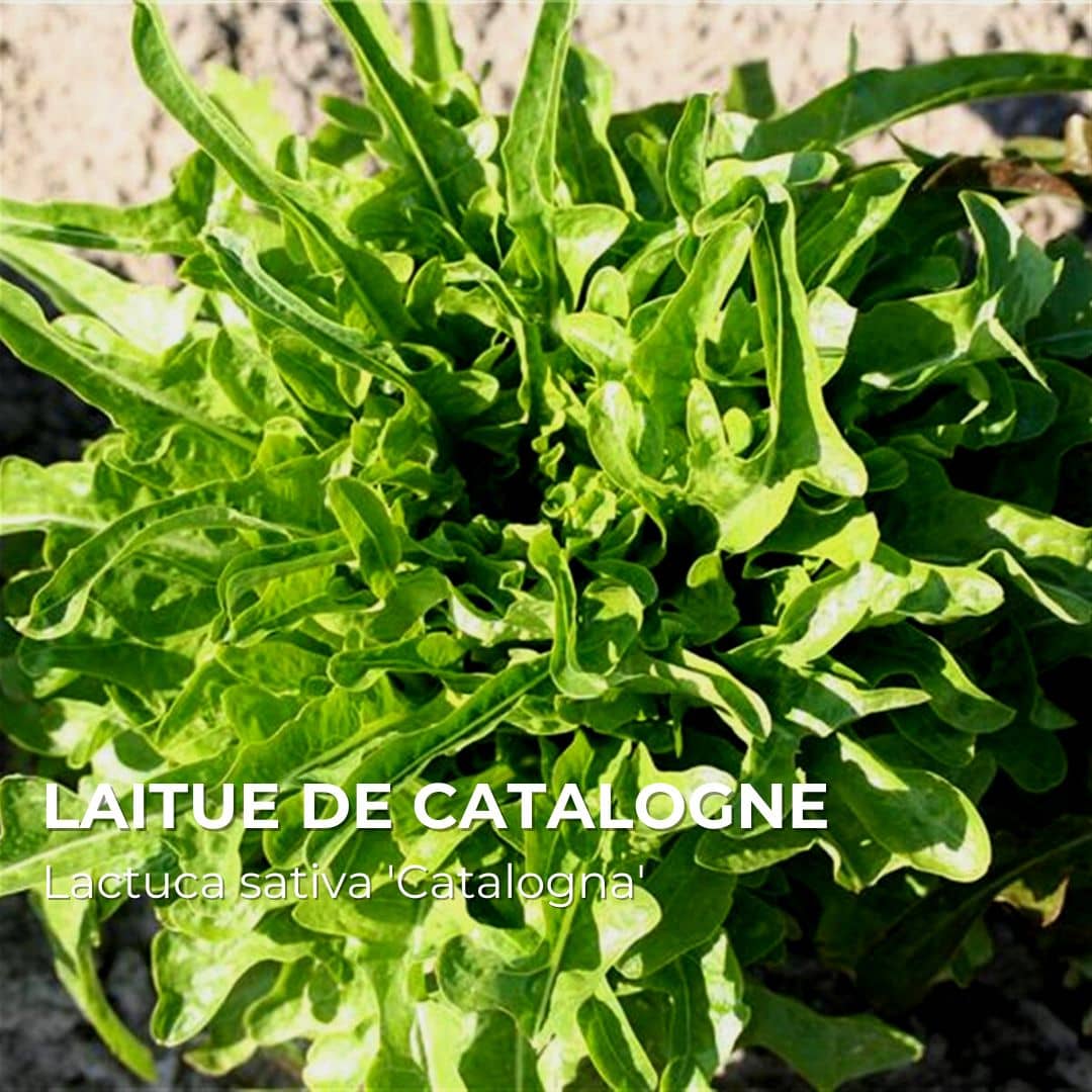 GRAINES - Laitue de Catalogne (Lactuca sativa 'Catalogna')