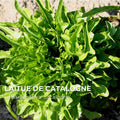 Laitue de Catalogne — Graines