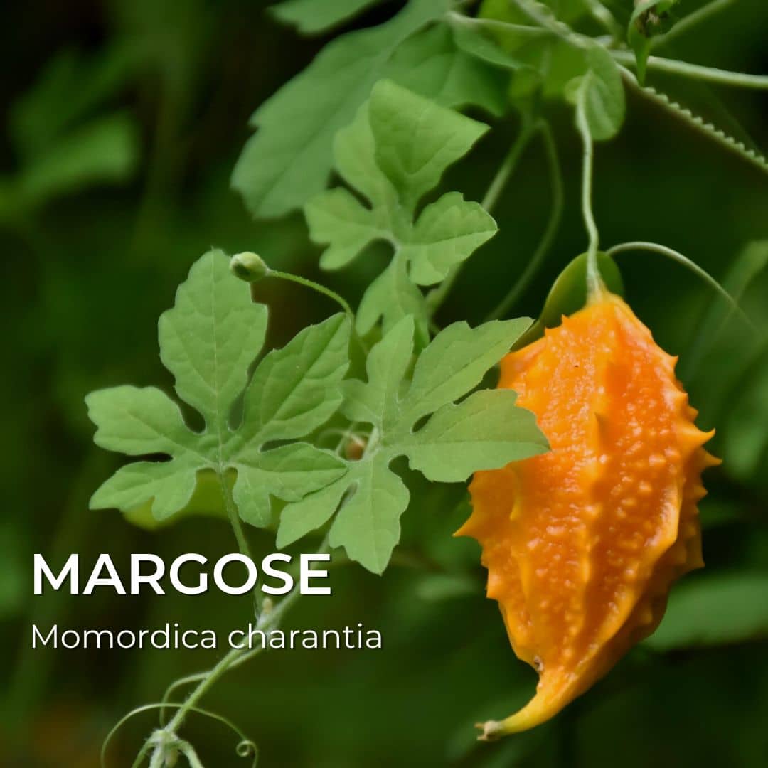 GRAINES - Margose (Momordica charantia)