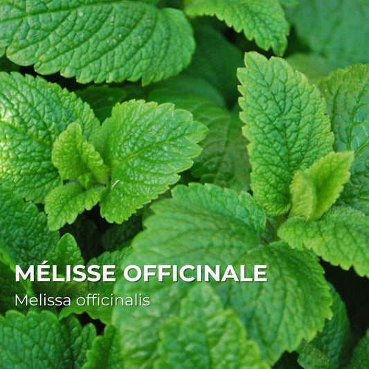 GRAINES - Mélisse Officinale (Melissa officinalis)