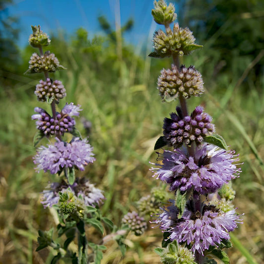 GRAINES Mentha pulegium menthe pouliot monde végétal semences de plantes aromatiques