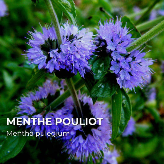 GRAINES - Menthe Pouliot (Mentha pulegium)
