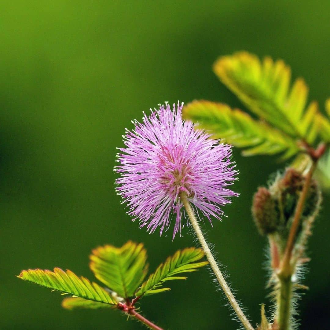 GRAINES Mimosa pudica plante sensitive plantes insolites et rares monde végétal