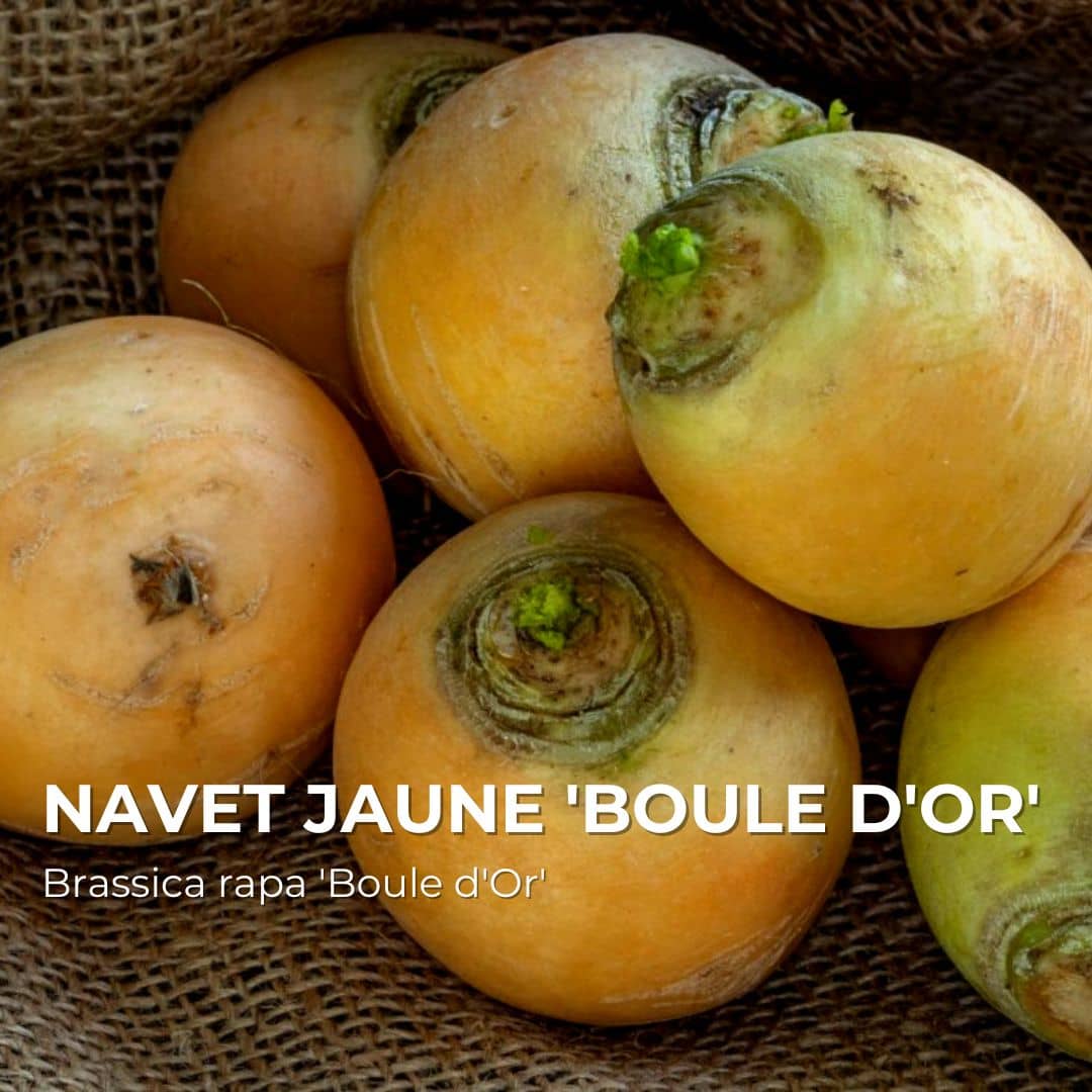 Navet Jaune Boule d’Or — Graines