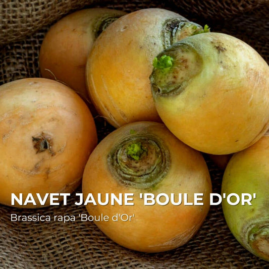 GRAINES - Navet Jaune 'Boule d'Or' (Brassica rapa 'Boule d'Or')